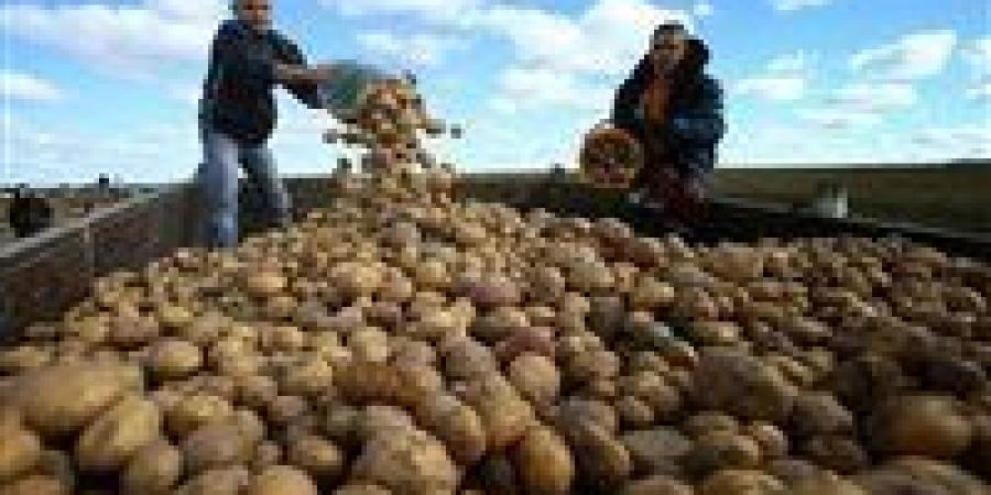 قرار وزاري بإيقاف إحدى الشركات عن تصدير البطاطس إلى روسيا وأوروبا