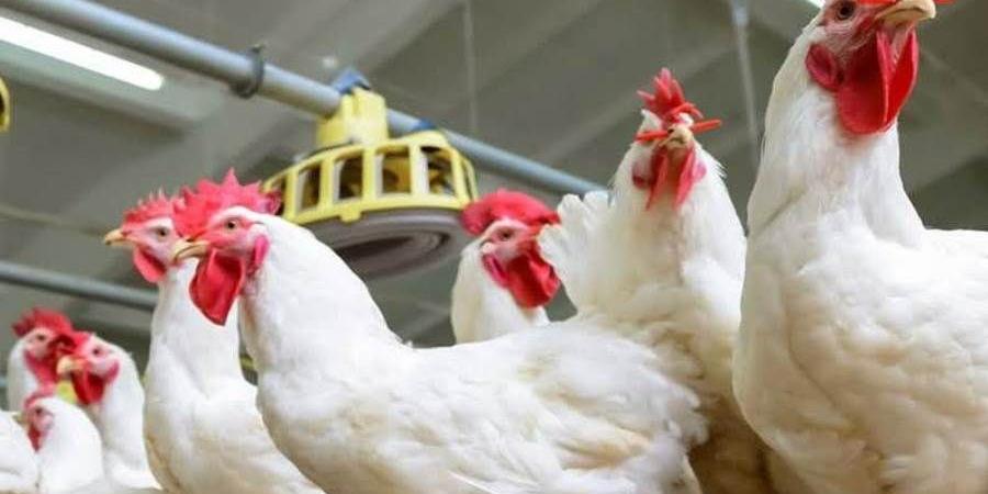 «الوزراء» ينفي وجود فيروس يمنع تناول الدواجن أو التعامل معها