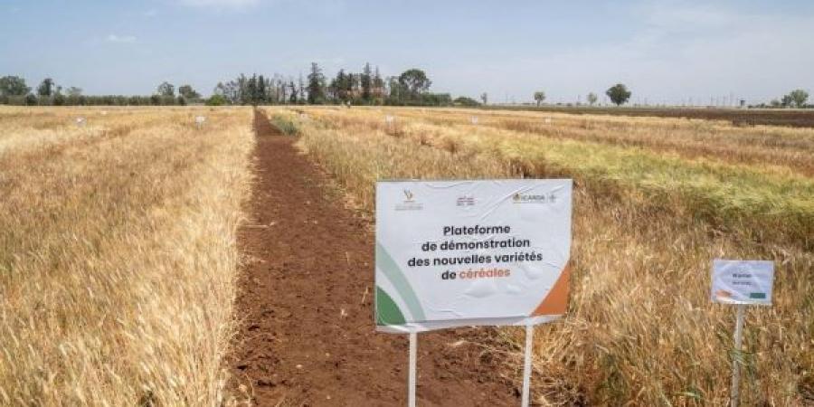 يوم ميداني إخباري بمحطة التجارب مرشوش.. المعهد الوطني للبحث الزراعي والمركز الدولي للبحوث الزراعية في المناطق الجافة يعرضان آخر ابتكاراتهما الزراعية