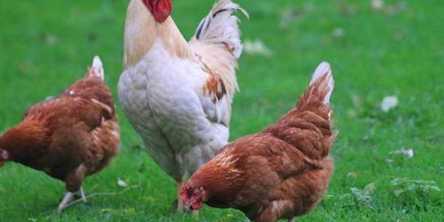 الفرخة بكام؟.. بورصة الدواجن الرئيسية اليوم وأسعار الفراخ البيضاء 30-5-2025