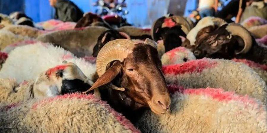 سعر اللحوم مساء اليوم الجمعة 30 مايو 2025