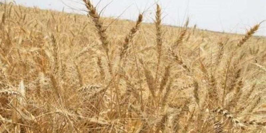 خبير يؤكد: مصر بنت قوتها على الزراعة وتواصل نهضتها بأساليب حديثة ومتطورة