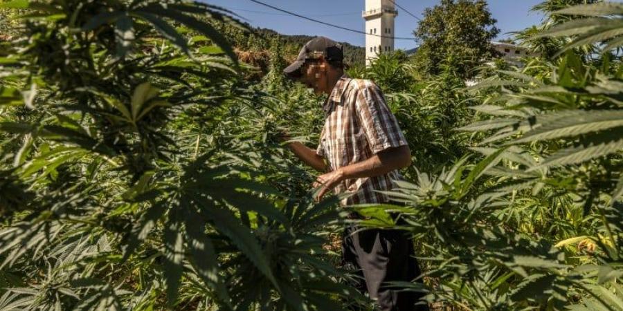 مناطق "الكيف" تنهي موسم زراعة "البلدية" القانونية وسط توسع المساحات