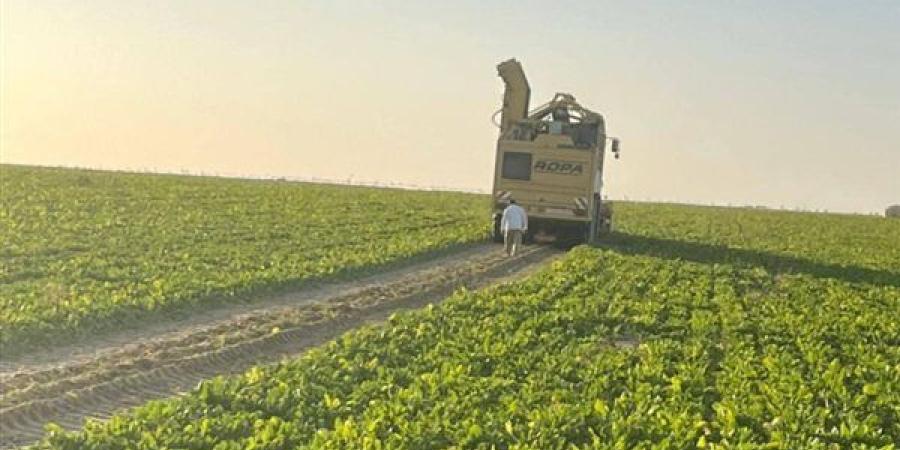 حصاد الأمل في الوادي الجديد.. انطلاق موسم بنجر السكر بإنتاجية قياسية| صور