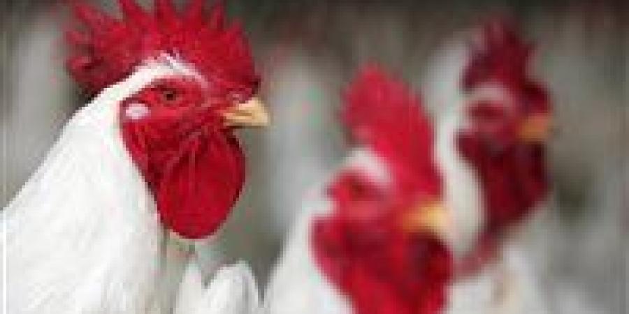 تحرك برلماني بشأن أزمة ارتفاع أسعار الدواجن في مصر