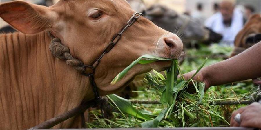 الزراعة: إصدار 672 ترخيص تشغيل لمشروعات الثروة الحيوانية والداجنة خلال مايو