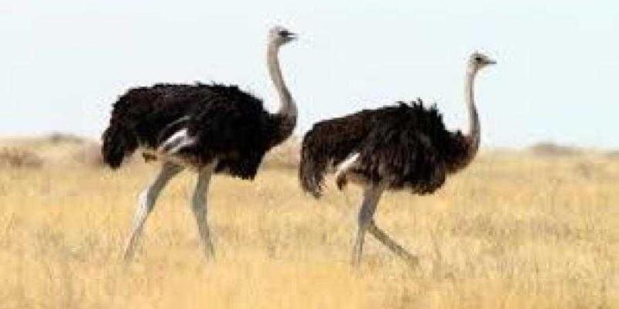 إدارة ترامب تعرض إنقاذ نعامات مهددة بالقتل في كندا