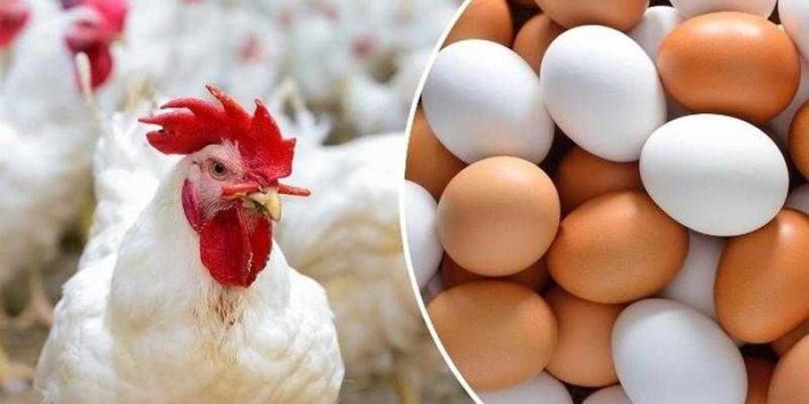 أسعار الدواجن والبيض في الأسواق اليوم السبت