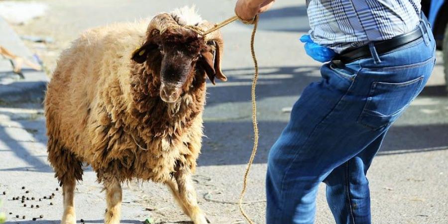 والي طنجة يمنع بيع رؤوس الماشية