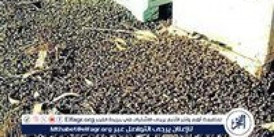 تحذيرات في واشنطن بعد فرار 250 مليون نحلة من شاحنة مقلوبة.. تفاصيل الحادث وجهود الإنقاذ