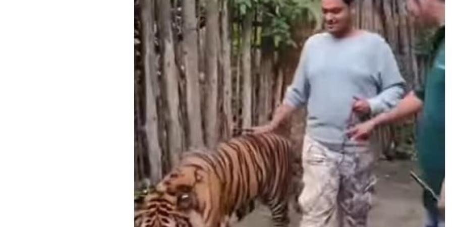 «حاول التقاط سيلفي معه».. نمر ضخم ينقض على سائح «فيديو»