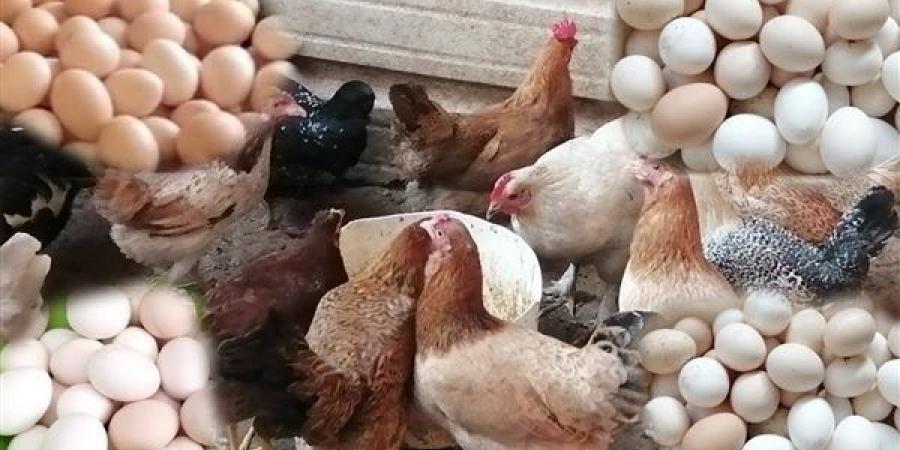 نزلت 25 جنيهًا .. هبوط أسعار الدواجن والبانيه اليوم الاثنين بالأسواق