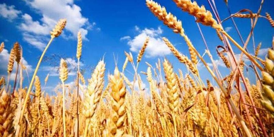 تراجع سعر طن القمح اليوم الإثنين عند التاجر.. الأردب بكام