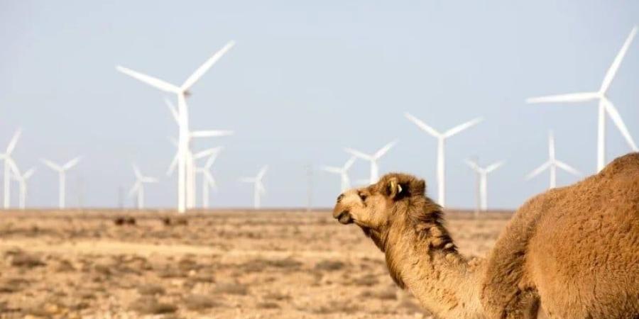 المغرب يراهن على ذراع جديدة في النجاعة الطاقية والتمويل الأخضر