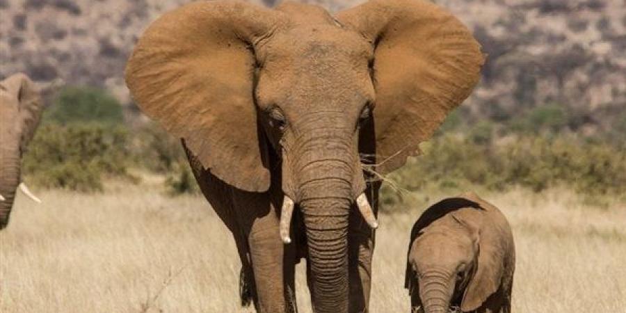 لحوم الأفيال لإطعام البشر في زيمبابوى.. بقرار حكومي