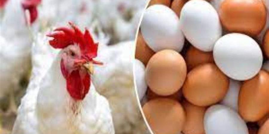 سعر الفراخ مساء اليوم 4 يونيو 2025 في بورصة الدواجن