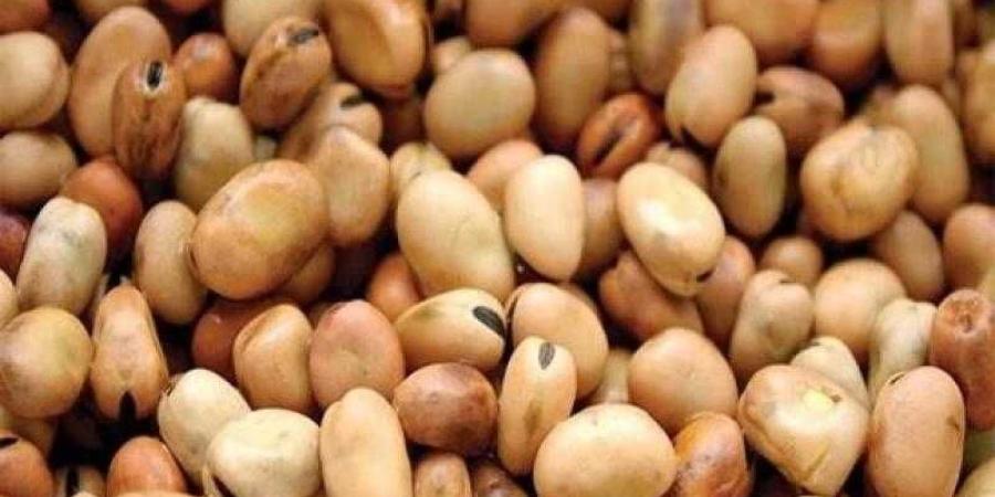 سعر الفول اليوم الأربعاء عند التاجر.. العريض النهاردة بكام