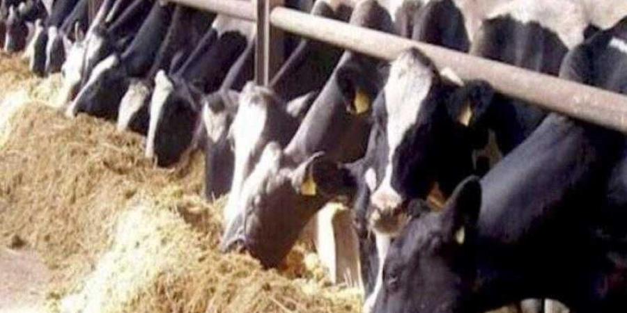 وزير الزراعة يستعرض مع رئيس ”الخدمات البيطرية” الخطط الاحترازية لحماية الثروة الحيوانية من الأمراض