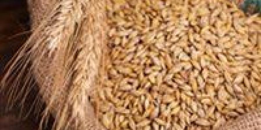 للمزارعين.. الزراعة تصدر 4 خطوات لزيادة إنتاج محصول الأرز