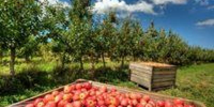 رفع قيمة الصادرات الزراعية لــ 14 مليار دولار سنويًا.. الزراعة المصرية على أعتاب تحول استراتيجي