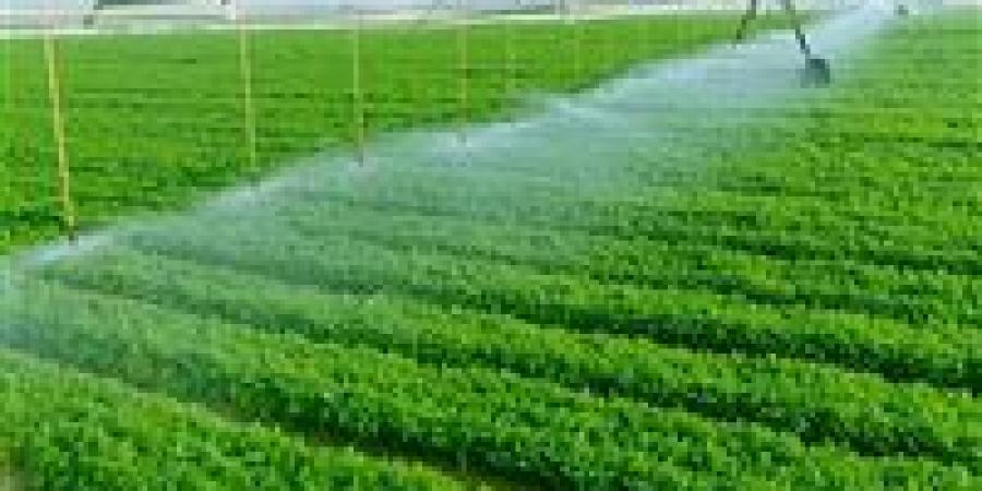 خبير يوضح أبرز جهود الدولة في دعم القطاع الزراعي