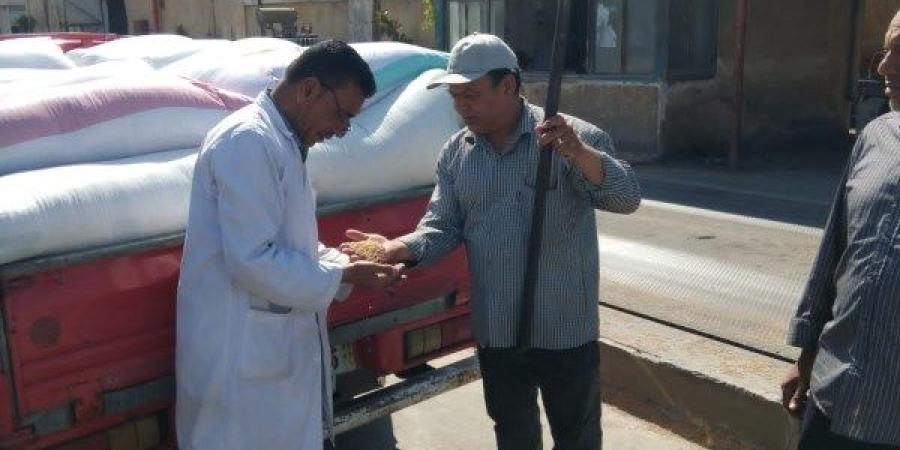 البحيرة تتخطى حاجز 306 ألف طن من القمح المحلي في الموسم  الحالي