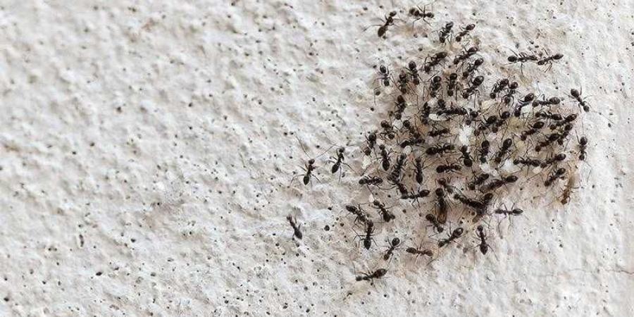 طرق تساعد على التخلص من النمل