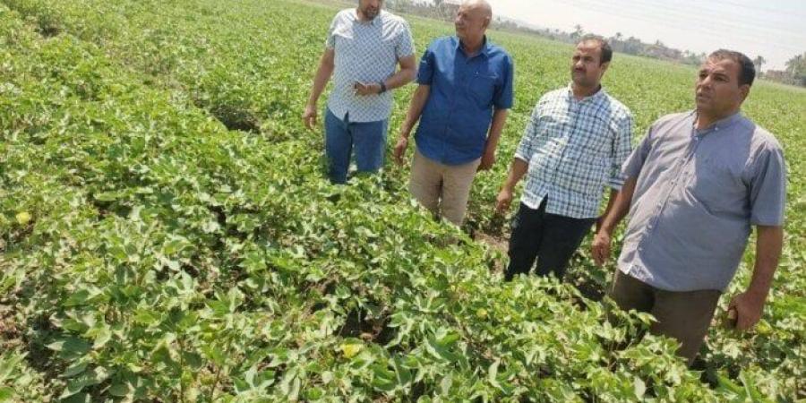 «رؤية مصر 2030» في حقول أسيوط.. متابعة مكثفة للزراعات الصيفية لتعزيز الأمن الغذائي