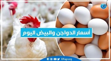 أسعار الدواجن والبيض اليوم الاثنين 8-7-2024 بمحافظة البحيرة