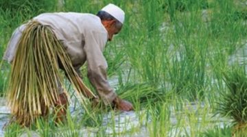 تقريب فترات الري.. الزراعة تحذر من موجة حر شديدة تبدأ اليوم