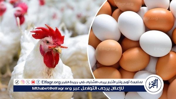 أسعار الدواجن والبيض اليوم الثلاثاء 27-8-2024 في المنيا