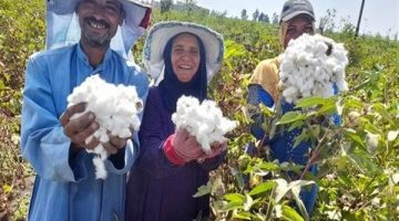 موسم جني القطن.. الحكومة ترضي المزارعين بسعر ضمان غير مسبوق (فيديو)