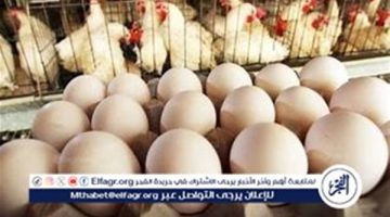 أسعار الدواجن والبيض اليوم الاثنين 2-9-2024 في الدقهلية