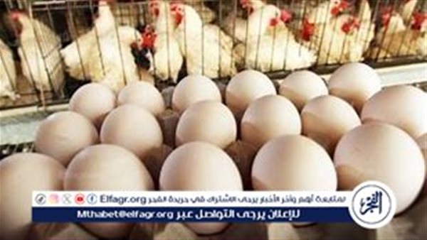 أسعار الدواجن والبيض اليوم الاثنين 2-9-2024 في الدقهلية