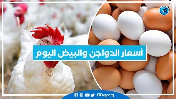 أسعار الدواجن والبيض اليوم السبت 14-9-2024 بمحافظة البحيرة