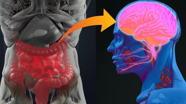 هل تؤثر حالة الأمعاء على المزاج.. طبيبة تكشف التفاصيل