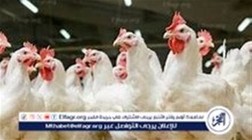 اسعار الدواجن اليوم الاربعاء 30-10-2024 في الدقهلية