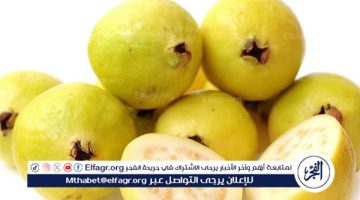 فوائد الجوافة للأطفال: كنز غذائي لنمو صحي