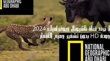 تابع عالم الحيوان .. تحديث تردد قناة ناشيونال جيوغرافيك 2024 على الأقمار الصناعية بجودات عالية