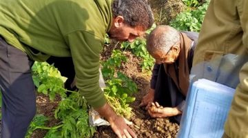 مهندسو “المركزية للبساتين” يتابعون زراعات البطاطس وتقدم الدعم الفني بالغربية