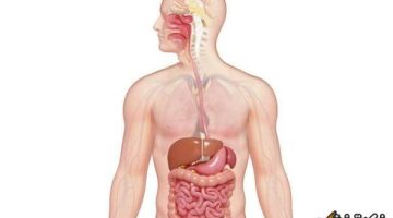 الصبح أخبار – الجزء الأساسي الذي يحدث فيه معظم الهضم الكيميائي: اكتشف كيف يتحلل الطعام في جسمك!