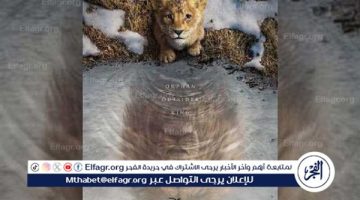 الصبح أخبار – The Lion King في دور العرض المصرية