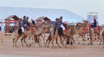 الصبح أخبار – مهرجان الملك عبدالعزيز للإبل يحرك عجلة الاقتصاد في المناطق القريبة من المهرجان