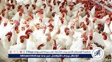 الصبح أخبار – اسعار البيض اليوم السبت 11-1-2025 في الدقهلية