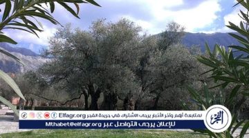 الصبح أخبار – الجيش الإسرائيلي يسرق أشجار زيتون معمرة من جنوب لبنان